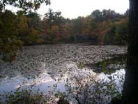 scum on the pond